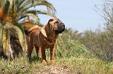 SHAR-PEI 328